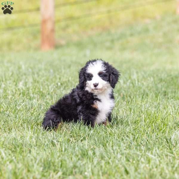 Baxter, Bernedoodle Puppy
